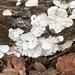 Trametes from Natural Lands' Wawa Preserve, Media, PA, US on November 02, 2025 at 10:21 AM by mfriese
