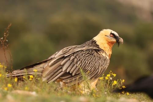 Bearded Vulture