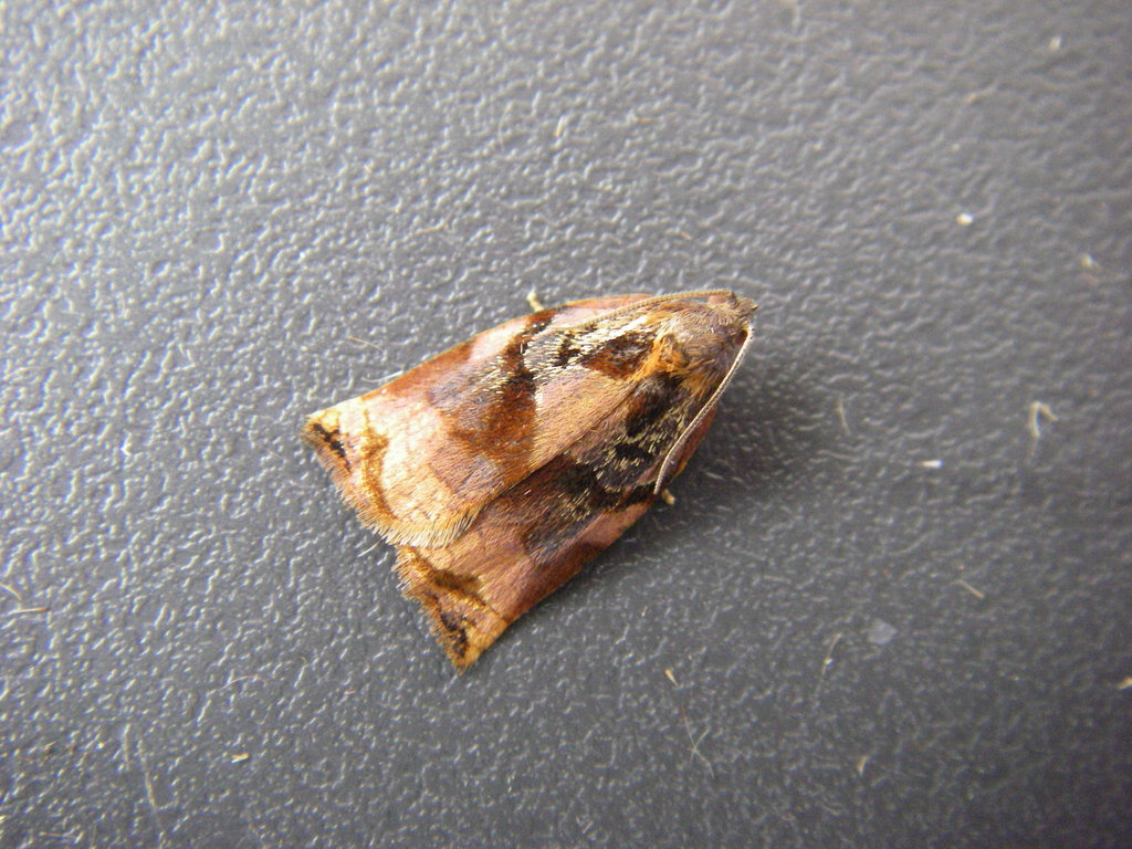 Large Fruit-tree Tortrix