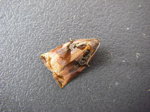 Large Fruit-tree Tortrix, photo 6 of 8