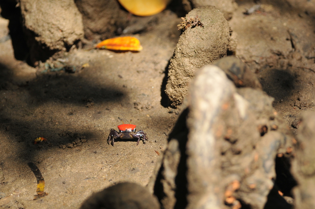 Thick-legged Fiddler Crab