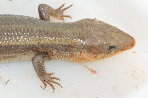 Japanese Skink