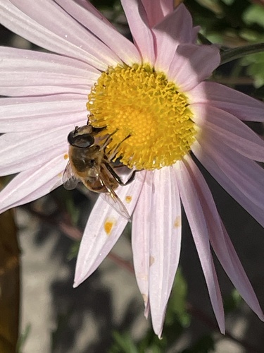 Unknown species found near Brighton View Ct, Phoenix, MD, US