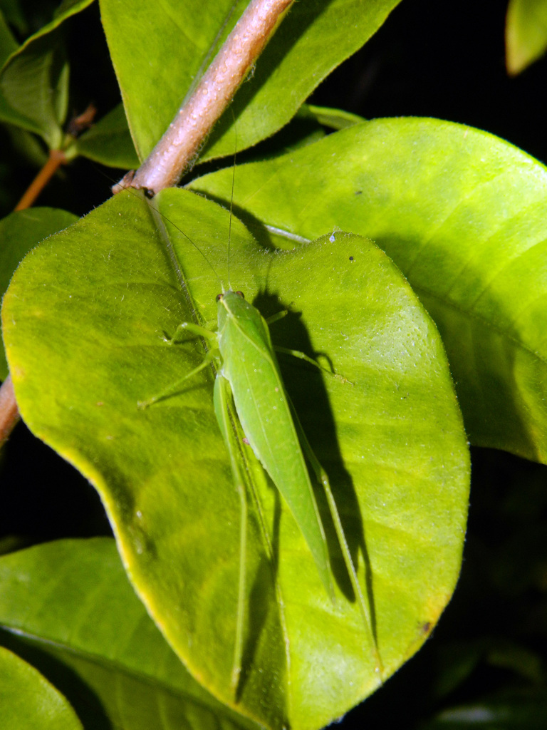 Turpiliodes mexicanum