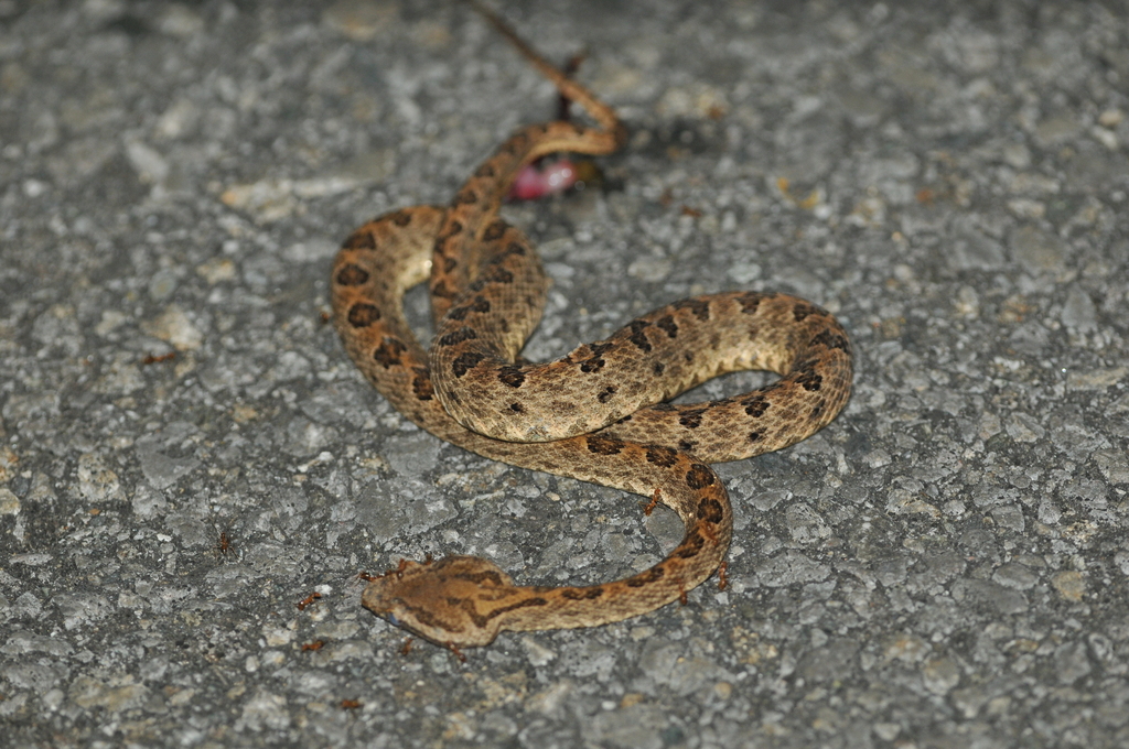 Elegant Pitviper