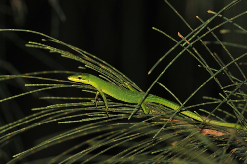 Sakishima grass lizard, Takydromus dorsalis