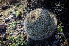 Mammillaria miegiana