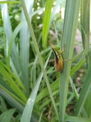 Caryanda spuria
