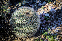 Mammillaria miegiana