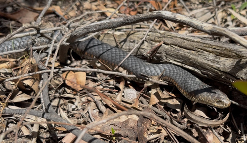 Lowlands Copperhead sighting