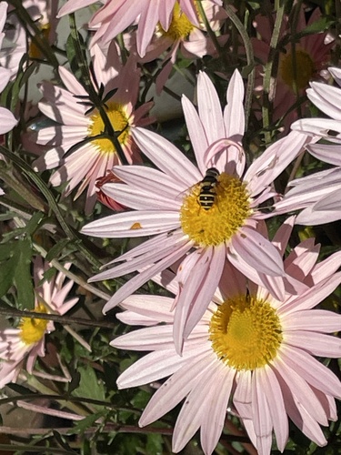 Unknown species found near Brighton View Ct, Phoenix, MD, US