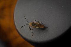 Staluptus marginalis