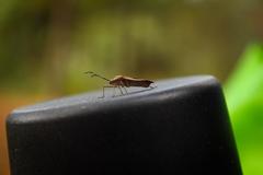 Staluptus marginalis