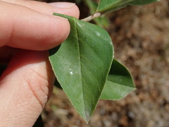 Cotoneaster frigidus