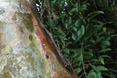 Medauroidea extradentata