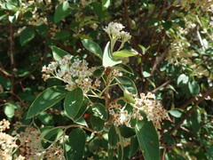 Cotoneaster frigidus