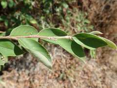 Cotoneaster frigidus