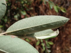 Cotoneaster frigidus