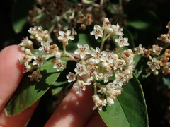 Cotoneaster frigidus