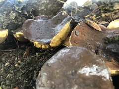 Suillus pungens