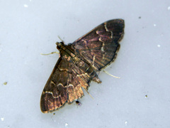 Pilocrocis