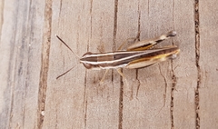 Macrotona australis