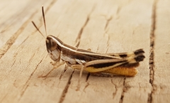 Macrotona australis