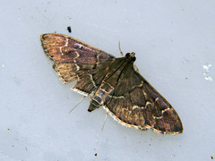 Pilocrocis