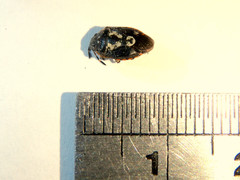 Pseudapines geminata