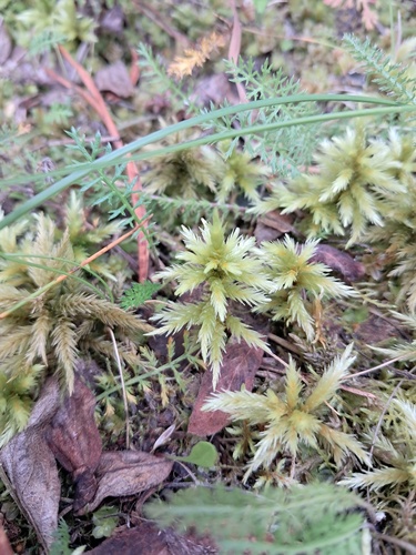 Tree Climacium Moss