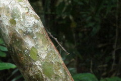 Medauroidea extradentata