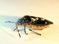 Pseudapines geminata