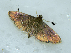 Pilocrocis
