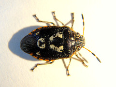 Pseudapines geminata