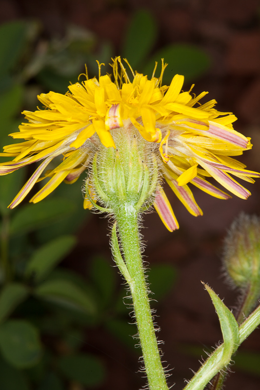 Crepis setosa