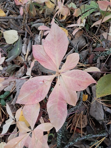 Arctic Starflower