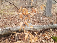 Fagus