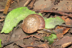 Dyakiidae