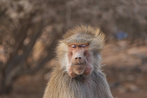 Hamadryas Baboon