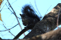 Sciurus colliaei