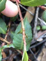 Persicaria dichotoma