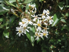Olearia cheesemanii