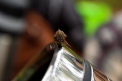 Umbonia