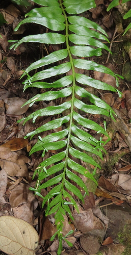 Asplenium daucifolium observed 2025-10-31
