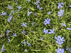 Lobelia quadrangularis