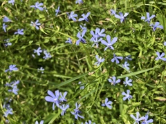 Lobelia quadrangularis
