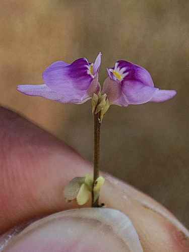 Blue Bladderwort
