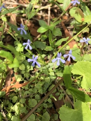 Lobelia quadrangularis