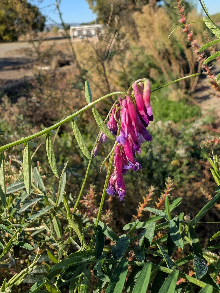 winter vetch from Yolo County, CA, USA on November 1, 2025 at 10:30 AM ...