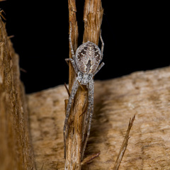Rhysodromus fallax